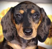 Dachshund (M) 24913