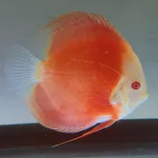 Albino Red Melon Discus
