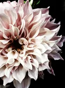 Dahlia 11
