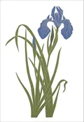 EN712 Douglas Iris Notecard