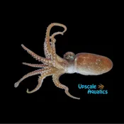 Atlantic Pygmy Octopus (Octopus joubini)