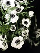 Anemone 3