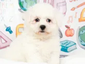 Bichon Frise – 49133