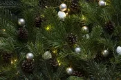 Balsam Fir Soy Candle
