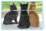 Blank Card Cat - 3 kittens