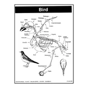 P11: Bird Skeleton Poster — Mountain Home Biological