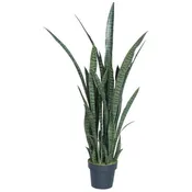 4' Snake Plant
