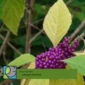 American Beautyberry - Callicarpa