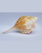 Amber Striation Shell — Expressive Glass