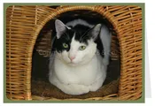 Blank Card Cat - Black &amp;amp; White Cat