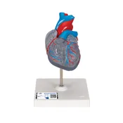 Classic Heart with Conducting System