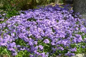 Creeping Phlox 'Sherwood Purple'