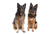 Deluxe Listing – Two Breeds/Locations For One Year