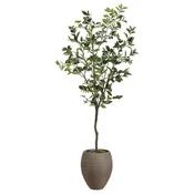6' LAUREL TREE