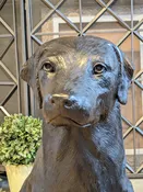 Black Lab Sitting