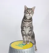 CatBoss TV Training Mark