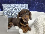 Dachshund – 13969