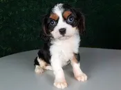 Cavalier King Charles Spaniel – 15215