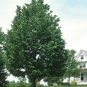Frontyard® American Linden (Tilia americana ‘Bailyard’)