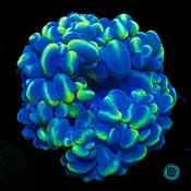 Dreamy Blue Bubble
