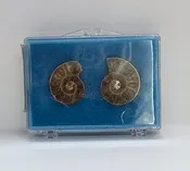 Ammonite Pair