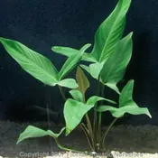 Anubias Hastifolia by Wattley Discus