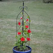 3-Way Trellis, Small