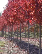 Acer rubrum ‘Brandywine’ – Brandywine Maple