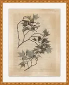 Botanical Heritage 3