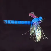 Bass Dragonfly