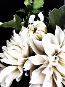Dahlia 6