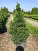 Alberta Spruce, Dwarf - Picea glauca 'Conica'