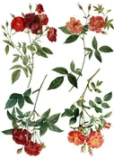Redoute Décor Transfer