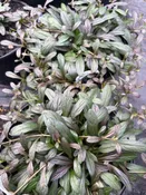 Ajuga Reptans Noble Nightingale Blue Flowers, Purple-black Leaf Mum