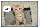 Blank Card Cat - Hello!