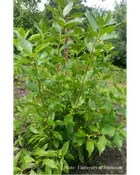 Berry Poppins® Winterberry (ilex verticillata ‘FarrowBPop’)