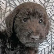 Airedoodle Puppy for Sale