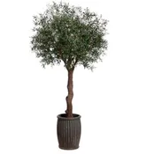 10' OLIVE TREE IN FIBER CEMENT PLANTER