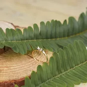 Gold Bee Ring