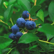 Bluecrop Blueberry Plant (3-Year-Old Bare Root) | Sweet-Tart, High-Yield Variety | Zones 4–8 | Hand Picked Nursery