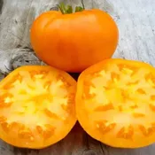 Amana Orange Tomato Plant