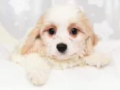 Cavachon – 49270