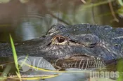 American Aligator Tekiela IE6S9144