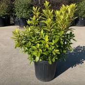 Anise ‘Florida Sunshine’ - 3 Gallon