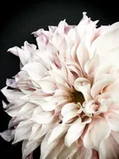 Dahlia 15
