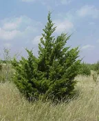Eastern Redcedar (Juniperus virginiana)