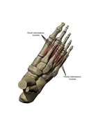 3D Model Foot Small Muscles Labeled Wall Decal