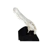 Alligator