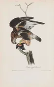 Plate 11-Rough legged Buzzard — Taylor Clark Gallery