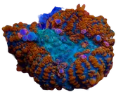 WYSIWYG Bouncing Rhodactis Mushroom